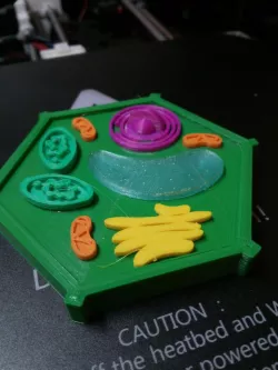 Simplified Plant Cell model