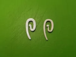 Curtain Hook