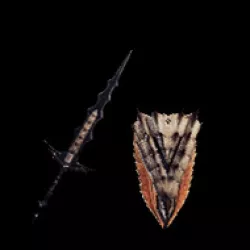 MHW Charge Blade - Weissritter/Elder Wolf Fang