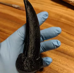 T.rex Tooth- Tyrannosaurus rex tooth