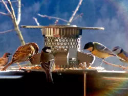 Bird Feeder [prusament spool]