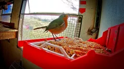 Bird Feeder Table - With Removable Tray Selection