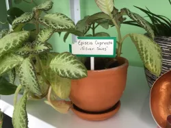 Bite marks plant tag