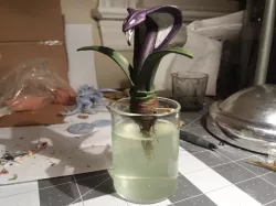 Cobra Plant