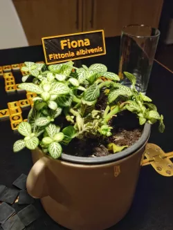 Customisable 2-Line Plant Pot Lable