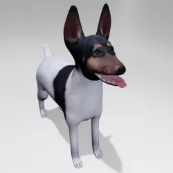 American Toy Fox Terrier 3D model