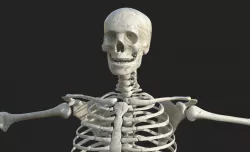 Anatomy Skeleton Skull 3D model