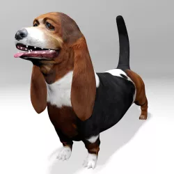 Basset Hound 3D model