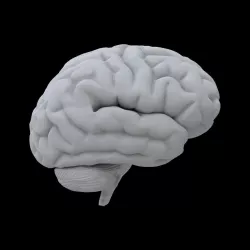 Brain 3D model