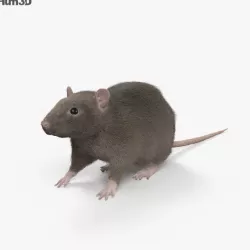 Common Rat HD 3D model