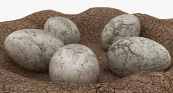 Dinosaur Egg  Low-poly  3D model