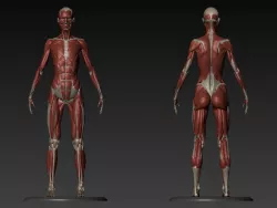 Female Ecorche - Digital Model 3D model