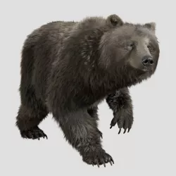 grizzly bear rig 3D model