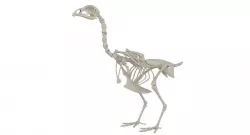 Hen Skeleton  3D model