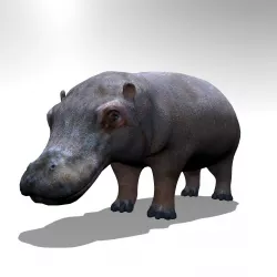 Hippopotamus 3D model