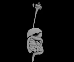 Human Digestive system 3D model