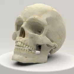 Human Skull Low Poly Low-poly  3D model