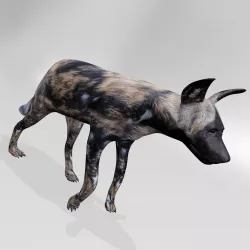 Hyena 3D model