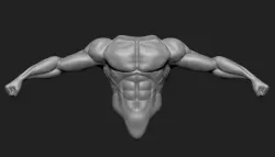Male Torso 3D model