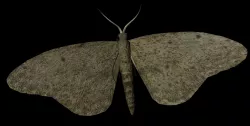 Moth Insect 3D model