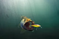Shad Rap shallow runner