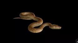 snake 3D model