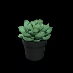 Succulent 3D model