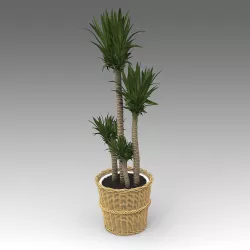Yucca Plant 21 3D model