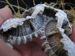 Carapace (re-upload)