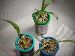 Customized Self-Watering Planter (a.k.a. Petit Planteur)