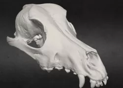 Dog Skull & Jaw
