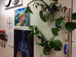 Green Wall from Narrow-mouth Canning Jar Bracket