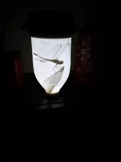 Lithophane Garden Luminaries