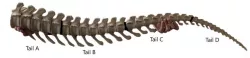 MakerBot T-Rex Tail Split Up