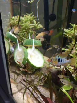 Porte légume aquarium