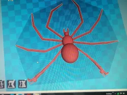 Ashley's cinnamon spider