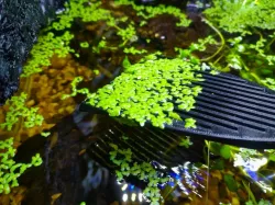 Duckweed Scoop(Aquarium)