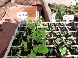 Labels for plants