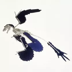 Microraptor sp. wooden puzzle like skeleton