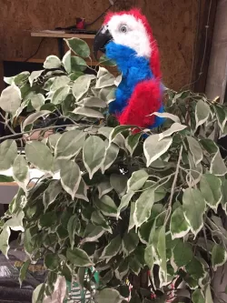 Niles the animatronic Parrot