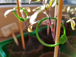 Plant growing clip binder