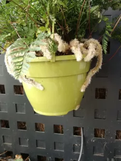 Plateau pot / Plate for pot