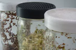 Sprout Growing Mason Jar Strainer