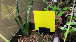 Sticky trap holder