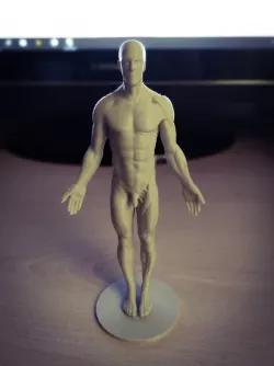 Anatomy Reference Optimized