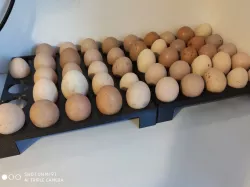 range oeuf - egg holder
