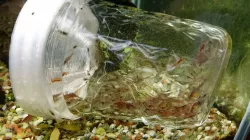 Shrimp Trap