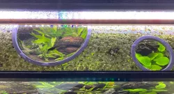 Floating Aquarium Ring