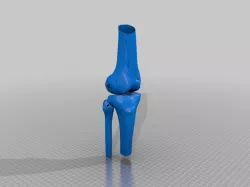 Knee joint