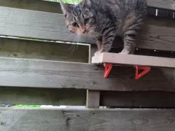 Cat stairs fence
